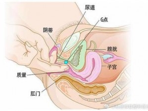 荫蒂添的喷水 A 片视频手摸，创新设计，带来极致体验