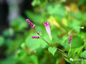 野花视频在线观看免费最新,野花视频在线观看免费最新，高清无码播放