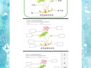 梦想星城荷花奥秘：技能、属性详解及其实用价值解读，探索荷花全方位价值图鉴