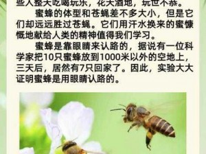 蜜蜂小当家：精彩截图预览，探寻勤劳与智慧的结合之美