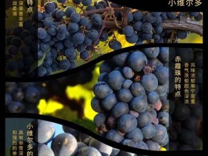 珊瑚岛葡萄酒的优势：独特生态、优质葡萄与精湛酿造工艺的完美结合