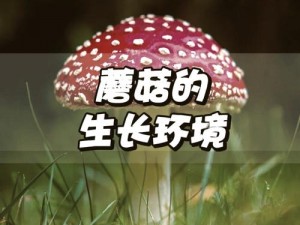 理论片973蘑菇影视;理论片 973 蘑菇影视：带你探索未知的世界