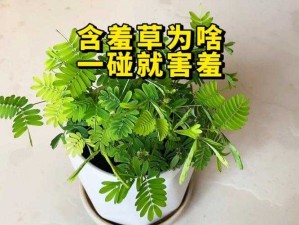 含羞草在线视频、含羞草在线视频，刺激感官的视觉盛宴