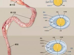 人与畜禽的交佩的APP_人与畜禽的交佩的 APP？这是你需要的吗？