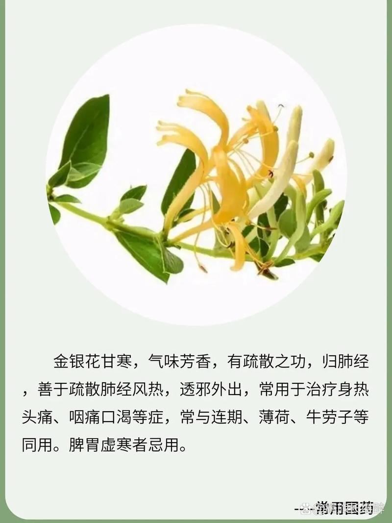 师徒 1v2 金银花：清热解毒，润肺止咳，缓解喉咙疼痛