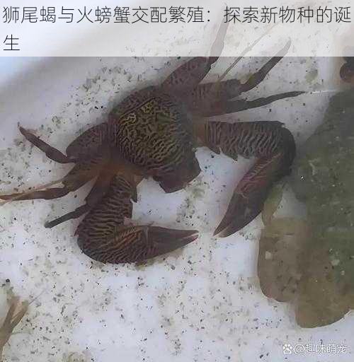 狮尾蝎与火螃蟹交配繁殖：探索新物种的诞生