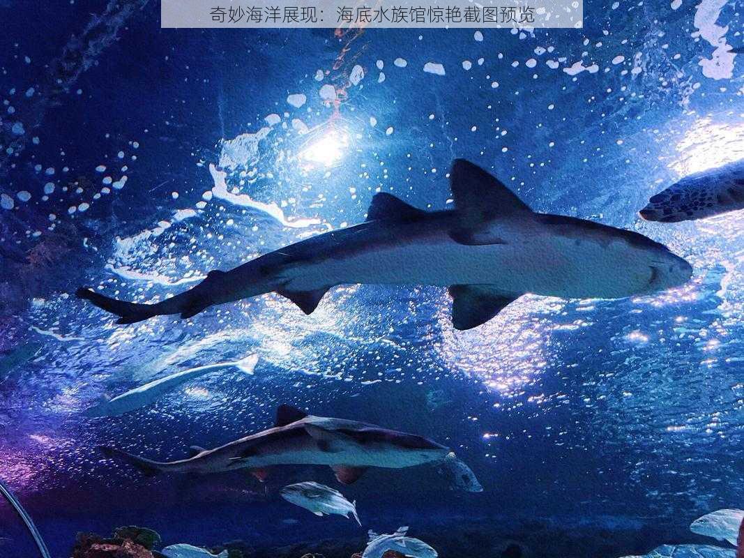 奇妙海洋展现：海底水族馆惊艳截图预览