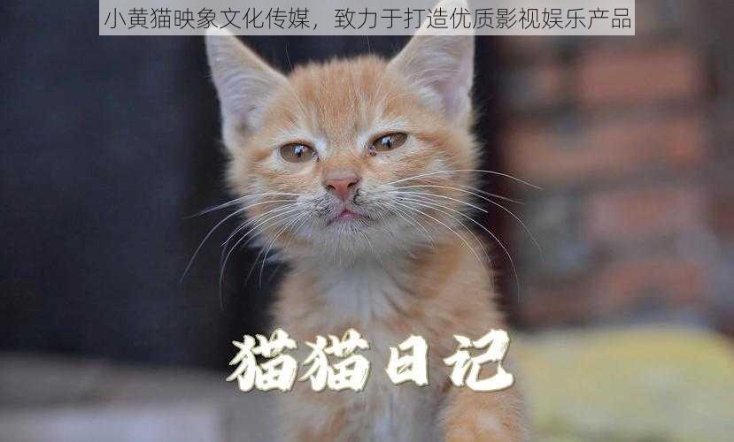 小黄猫映象文化传媒，致力于打造优质影视娱乐产品