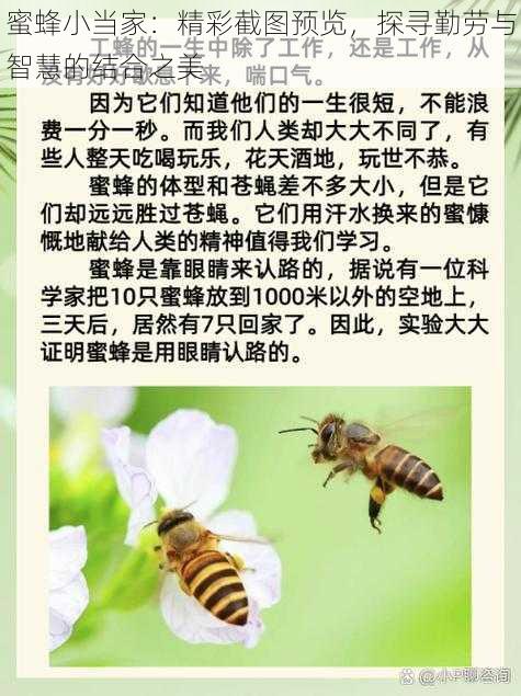 蜜蜂小当家：精彩截图预览，探寻勤劳与智慧的结合之美