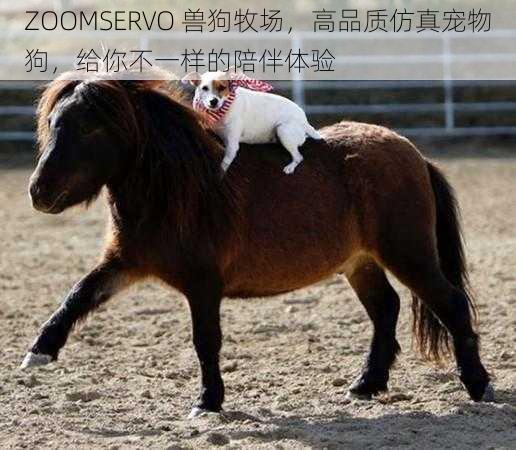 ZOOMSERVO 兽狗牧场，高品质仿真宠物狗，给你不一样的陪伴体验