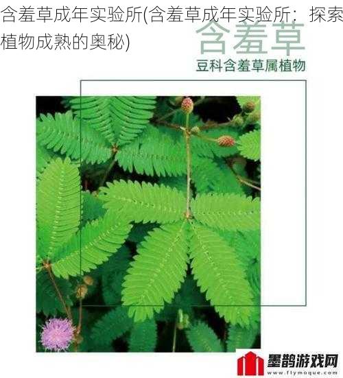 含羞草成年实验所(含羞草成年实验所：探索植物成熟的奥秘)