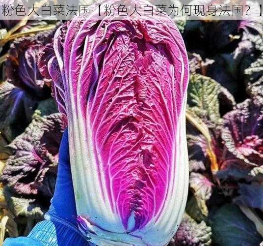 粉色大白菜法国【粉色大白菜为何现身法国？】