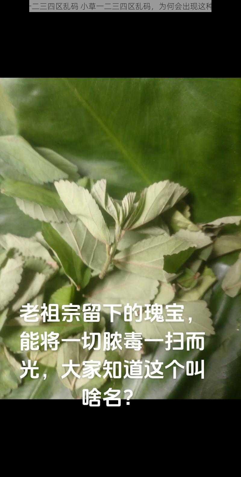 小草一二三四区乱码 小草一二三四区乱码，为何会出现这种情况？