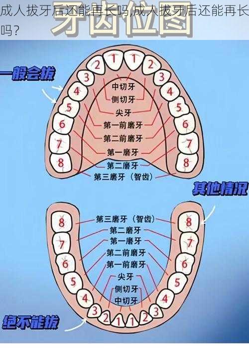 成人拔牙后还能再长吗,成人拔牙后还能再长吗？