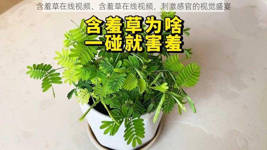 含羞草在线视频、含羞草在线视频，刺激感官的视觉盛宴