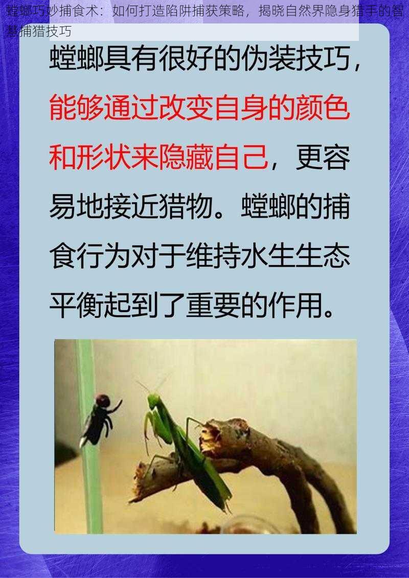 螳螂巧妙捕食术：如何打造陷阱捕获策略，揭晓自然界隐身猎手的智慧捕猎技巧